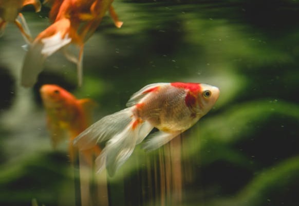 Aquaristik