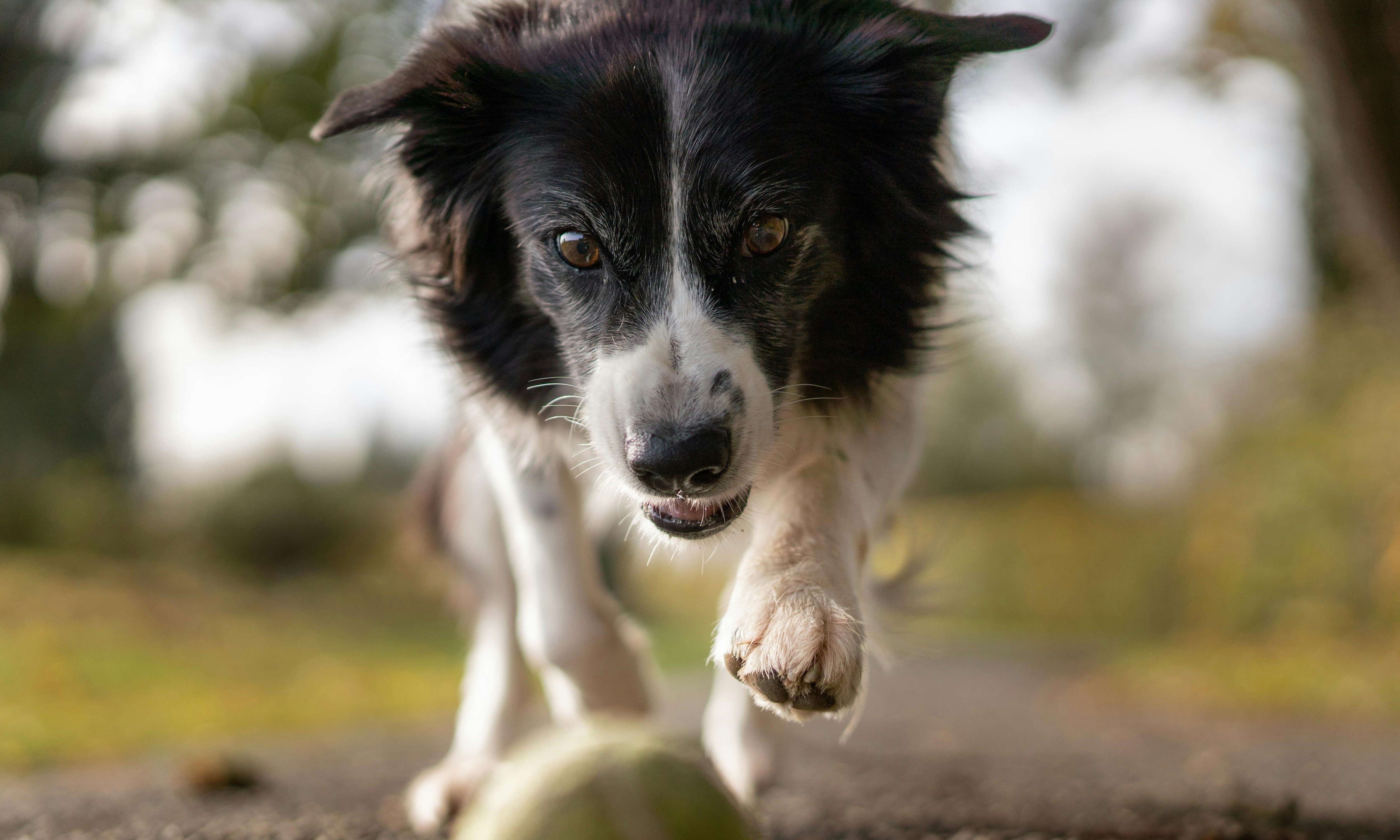 Hunde